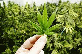 Maconha queima neurônio? O efeito é igual para todos? Veja o que é mito e o que é verdade