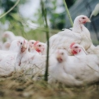 Redução da oferta pode estar relacionada à preparação das aves natalinas