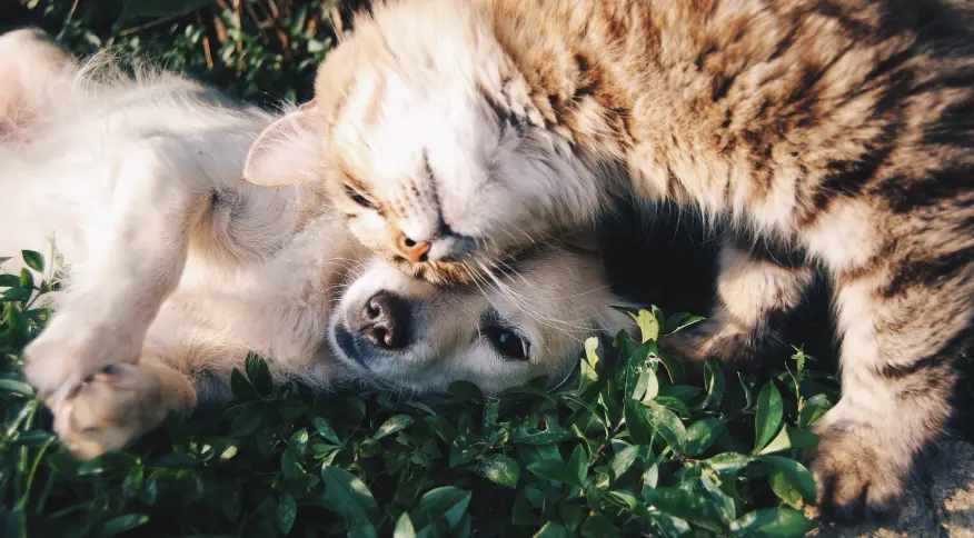 Entenda como funciona a PETernidade, benefício para funcionários tutores de animais