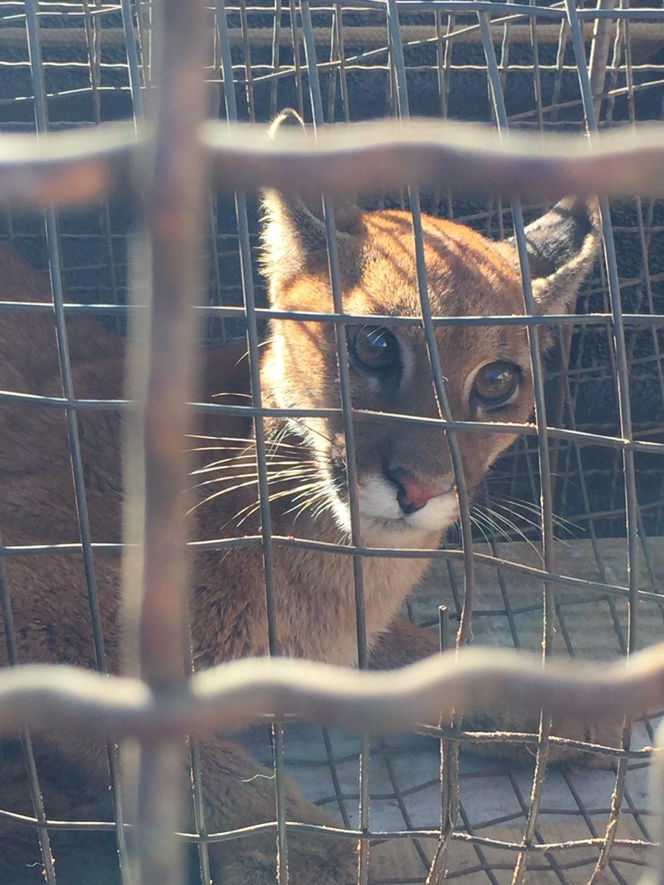 PMA resgata onça-parda debilitada em fazenda no município de Iguatemi depois de acuada por cães