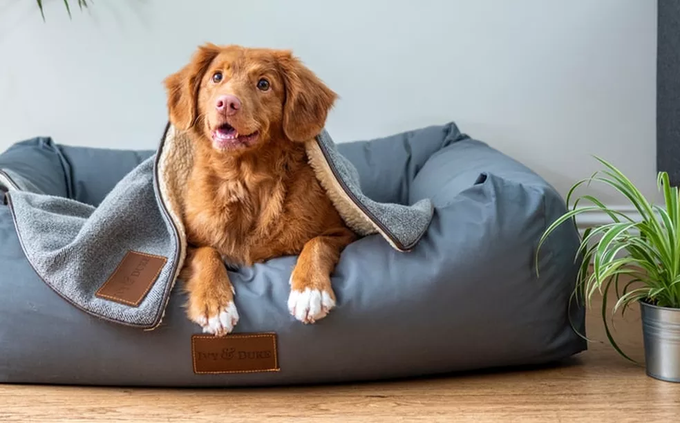 O país onde ter cachorro ou gato pode em breve dar cadeia
