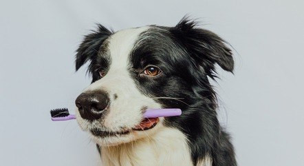Escovar os dentes dos cachorros pode evitar mau-hálito e até doenças mais graves