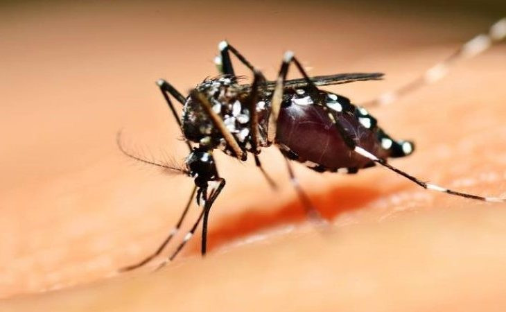 Profissionais de saúde alertam para ressurgimento do tipo 3 da dengue