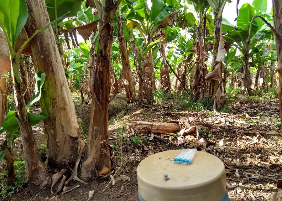 Práticas de manejo e idade do bananal afetam emissões de gases de efeito estufa