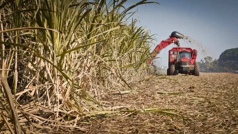 Cana-de-açúcar deve ter aumento de produção na safra