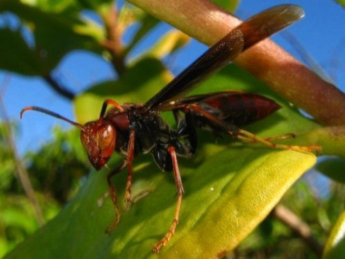 Vespa que contaminava biofábrica vira biopesticida