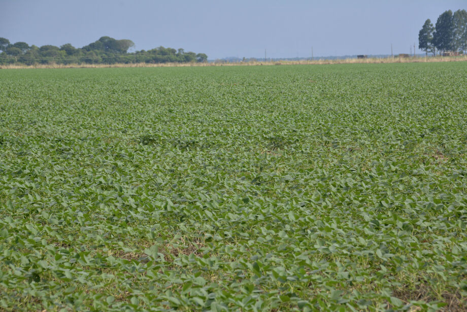 Safra de soja pode ser maior mesmo sob influência do El Niño