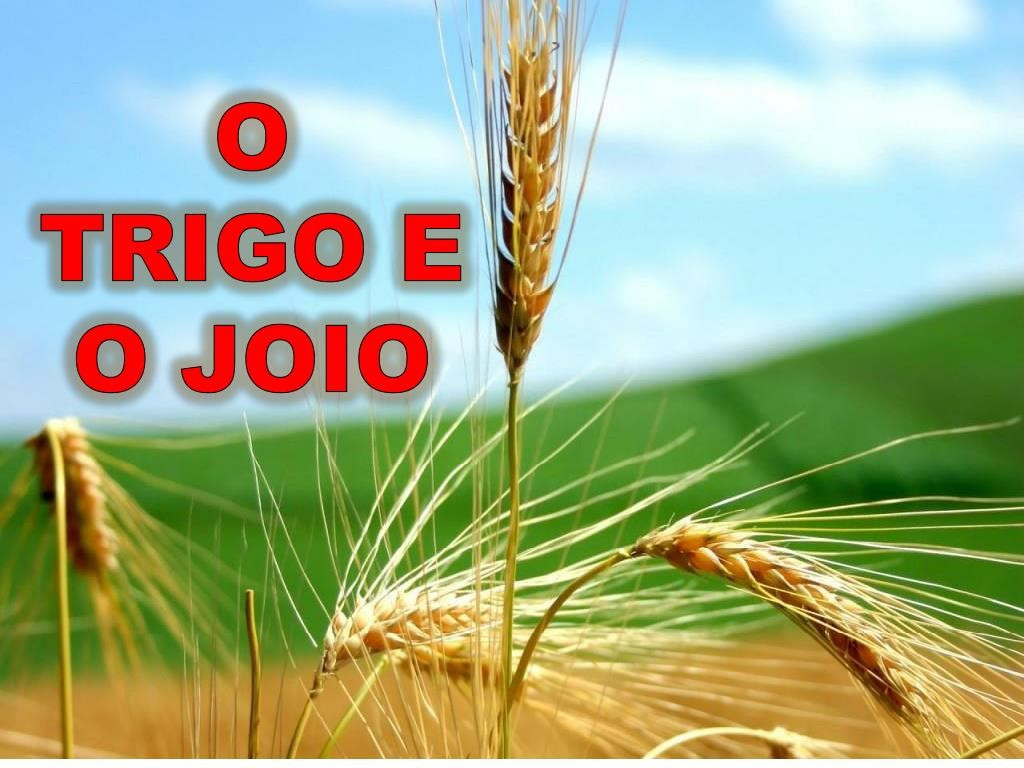 A parábola do Trigo e do Joio - Por Eloir Vieira