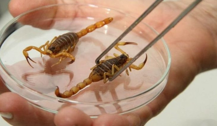 Conheça os perigos e as consequências da picada de escorpião