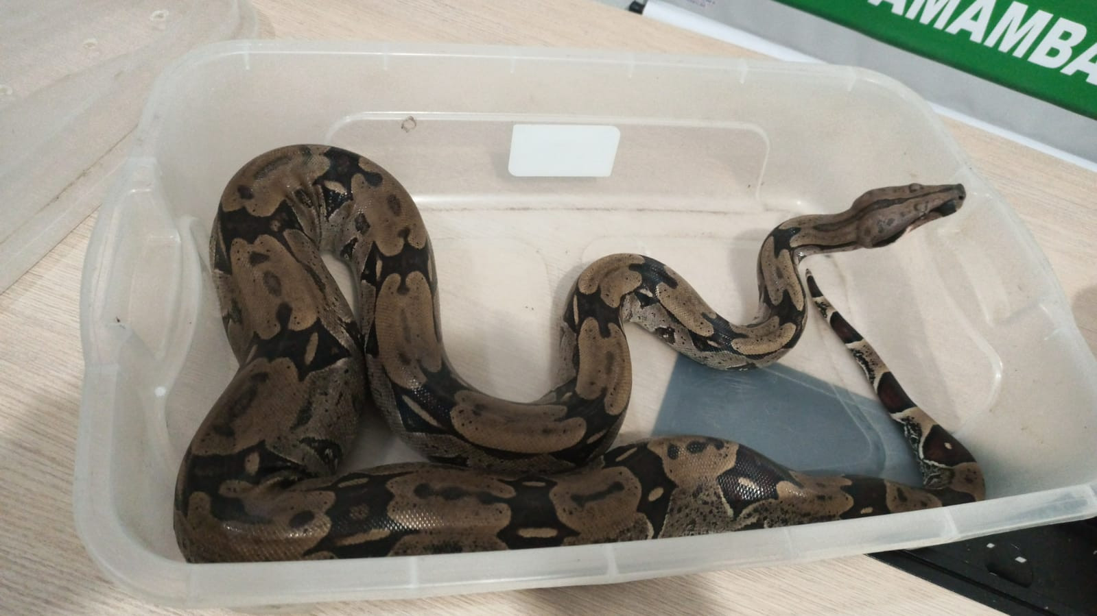 PMA autua dono de circo em R$ 47 mil por uso de animais como atrativos em Amambai