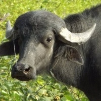 Bubalinocultura contribui com quase R$ 40 milhões para o Valor Bruto da Produção em 2022