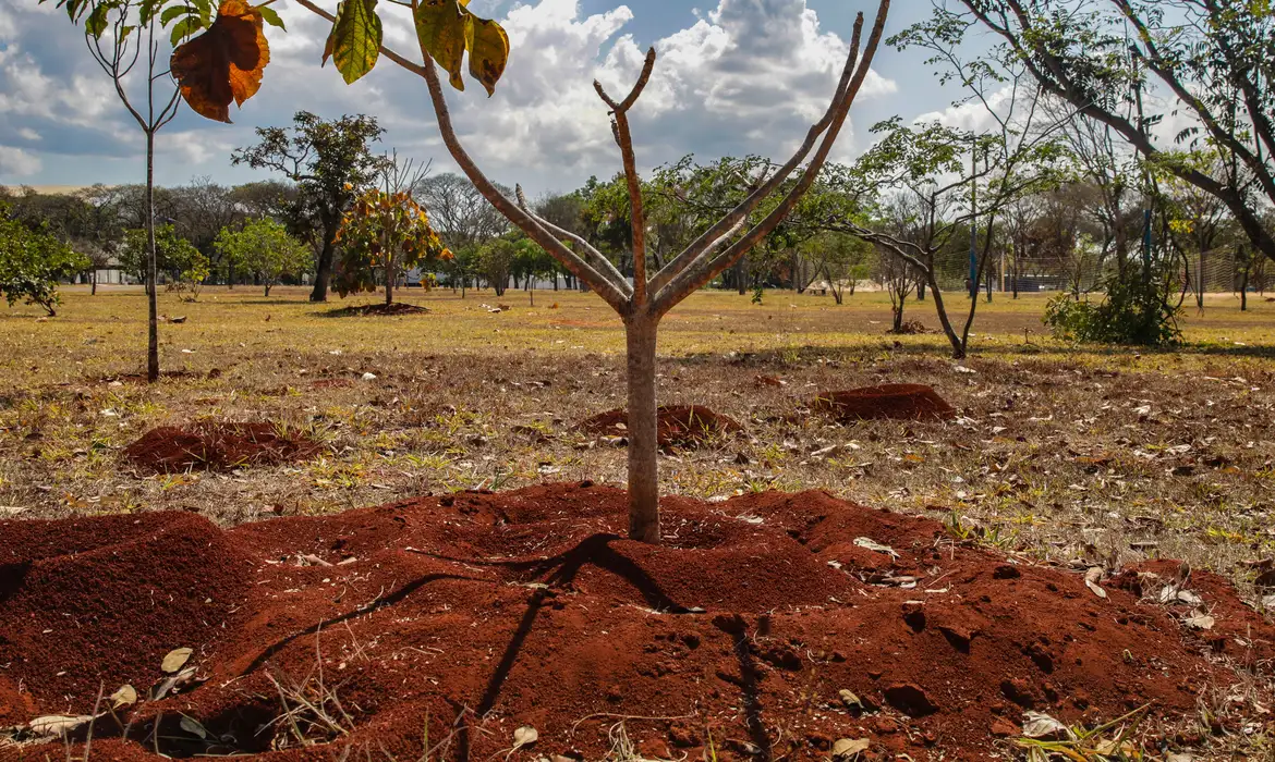 Brasil perde 16% de vegetação herbácea e arbustiva nos últimos 38 anos