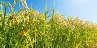 Como está a semeadura do arroz no Brasil?