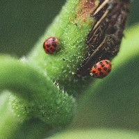 Biológicos: solução para o agro no presente e futuro