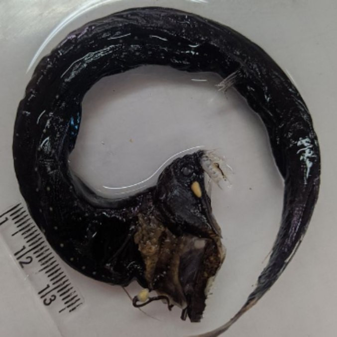 Nova espécie de peixe-dragão com dentes e pele brilhante é encontrada na costa brasileira