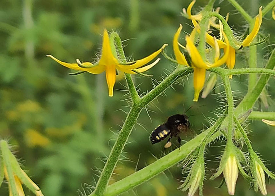 Abelhas-sem-ferrão ajudam na polinização de hortaliças em estufas