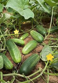 Cru ou em conserva, pepino faz bem para o intestino e o cérebro