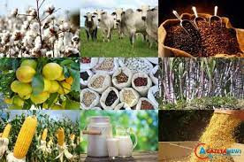 Veja as cotações agropecuárias para hoje, dia 29 de novembro