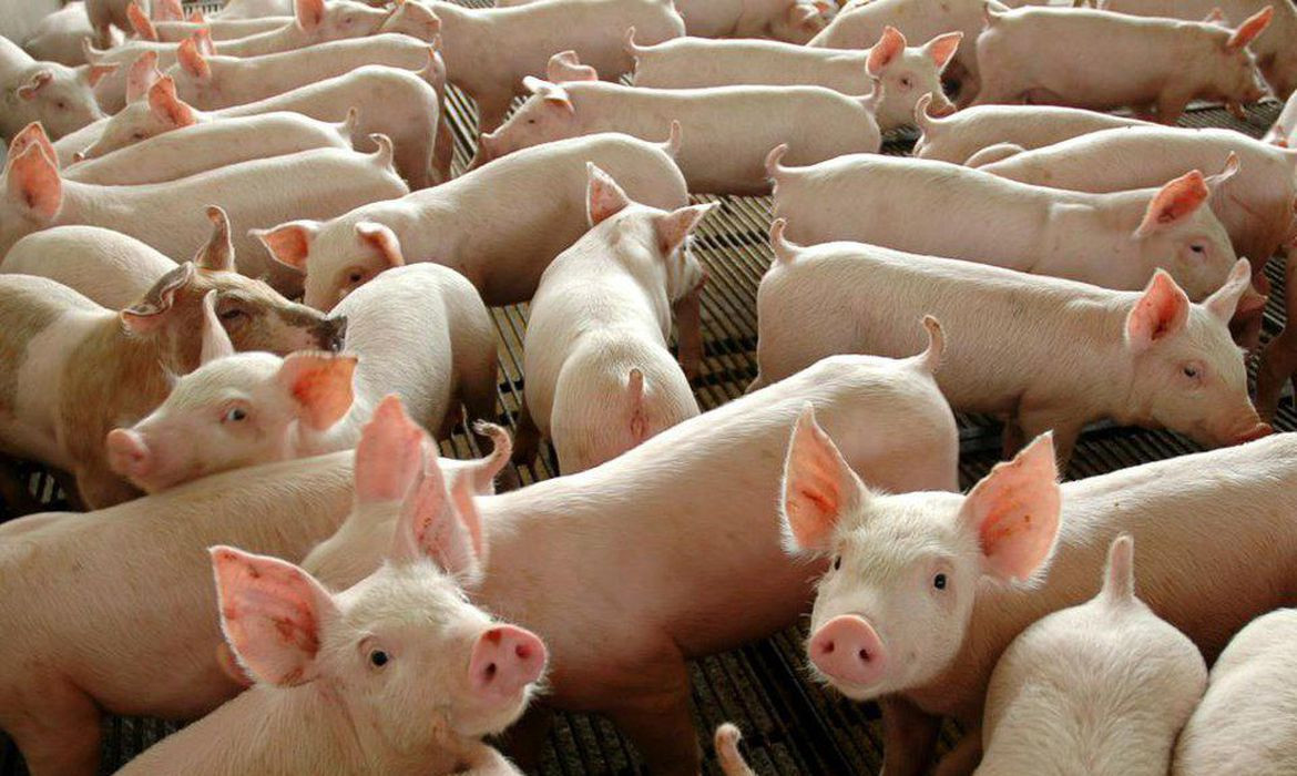 Custo do suíno na região Sul retrocedeu 2,6%