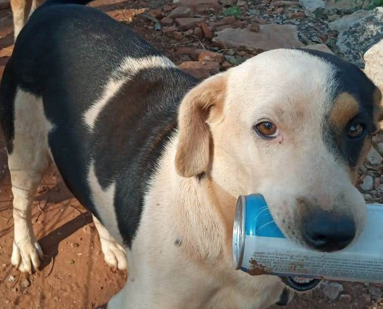 Moradores procuram por cão desaparecido em Amambai