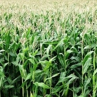 Silagem de Híbrido de Milheto Forrageiro produz alto volume de massa