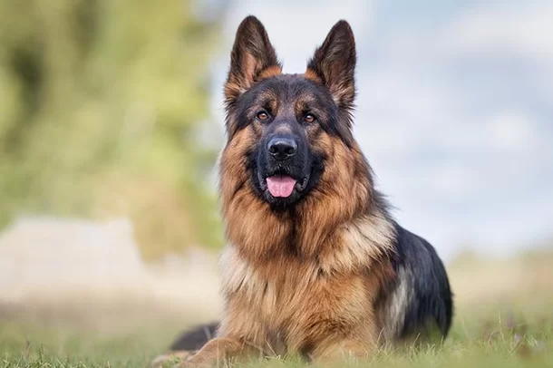 Conheça os 10 cães com as mordidas mais fortes do mundo, Comportamento