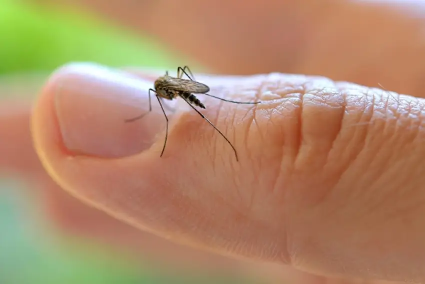 Veja por que pernilongos são mais atraídos por algumas pessoas do que por outras