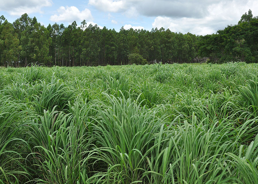 Nova cultivar de capim-andropogon apresenta maior produtividade em áreas de baixa fertilidade