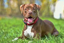 Pit bulls são bravos? Especialistas falam a verdade sobre a raça que tem fama de ser reativa
