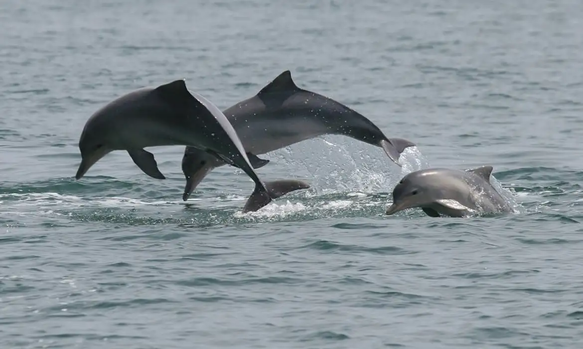 Estudo detecta bactéria da leptospirose em golfinhos e lobos-marinho