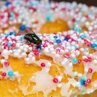 Você comeria larva de mosca?