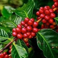 Nova tecnologia para o manejo das principais pragas do café e hortifruti