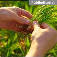 Tratamento de Sementes respondem desafios no trigo