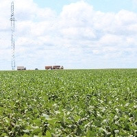 Desafios climáticos afetam produção em MS: alerta do engenheiro agrônomo João Pedro Cuthi Dias