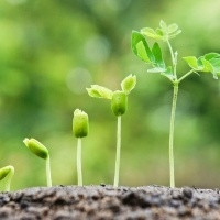 Herbário apresenta pesquisas sobre plantas ameaçadas de extinção