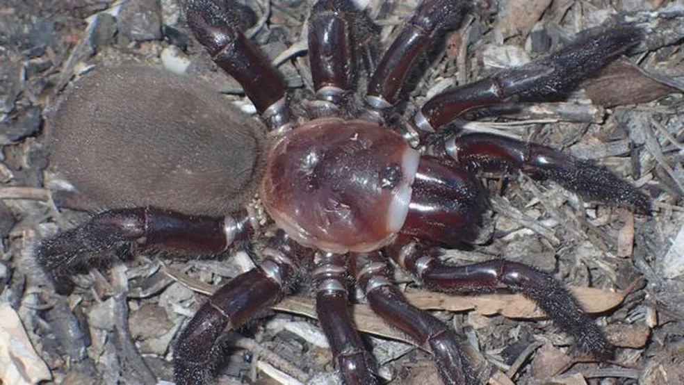 A 'espetacular' nova espécie de aranha descoberta na Austrália