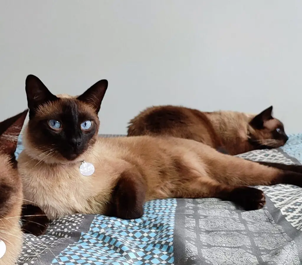 Procura-se gato desaparecido em Amambai Procura-se gato desaparecido em Amambai