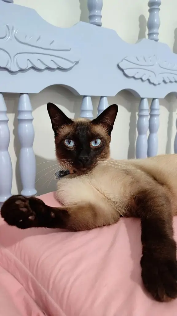 Procura-se gato desaparecido em Amambai Procura-se gato desaparecido em Amambai