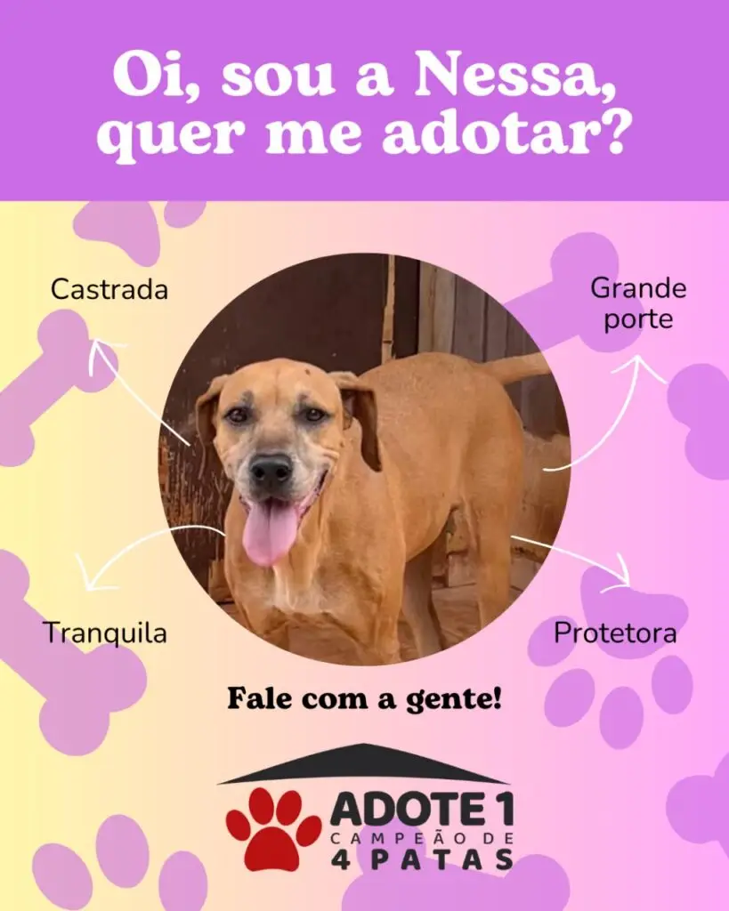 Adote um Campeão de 4 Patas: conheça os animais disponíveis para adoção em Amambai Adote um Campeão de 4 Patas: conheça os animais disponíveis para adoção em Amambai