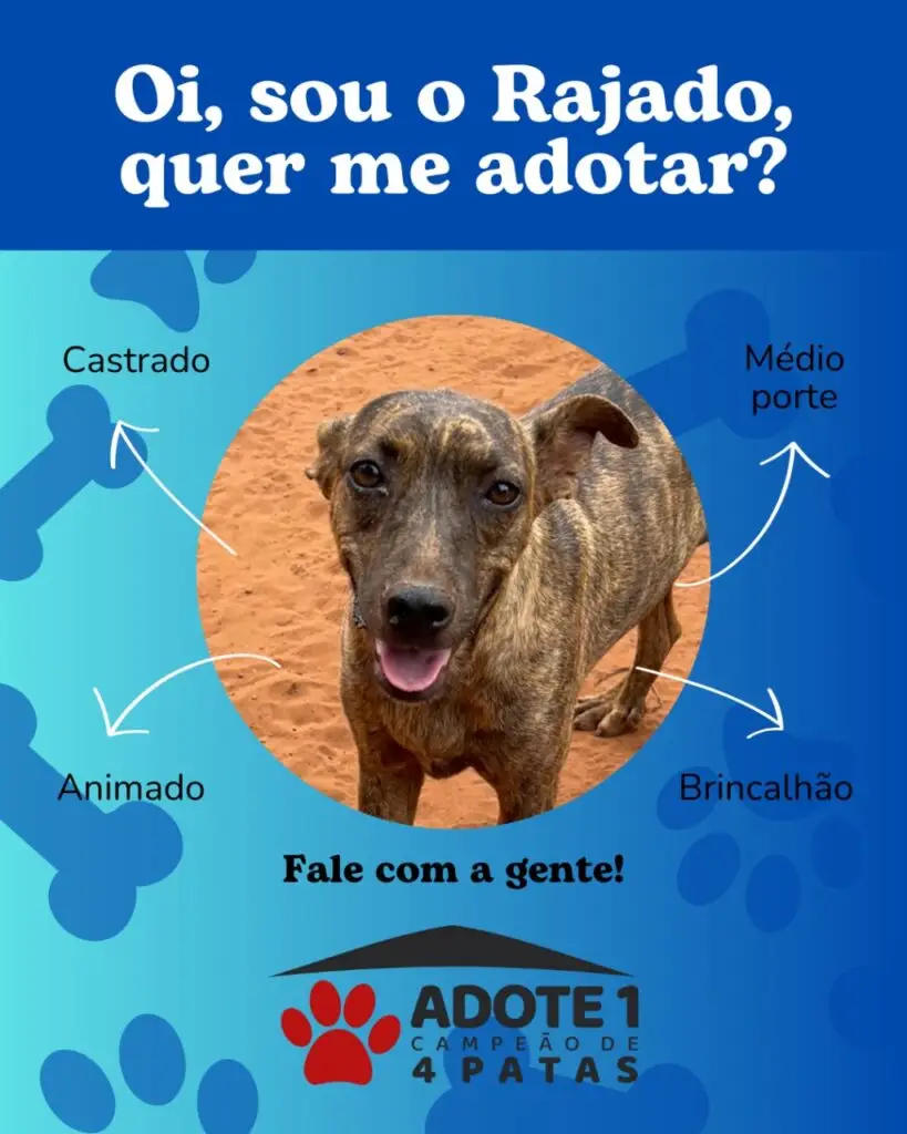 Adote um Campeão de 4 Patas: conheça os animais disponíveis para adoção em Amambai