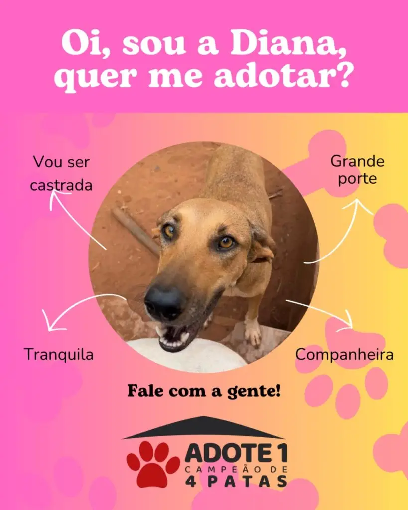 Adote um Campeão de 4 Patas: conheça os animais disponíveis para adoção em Amambai