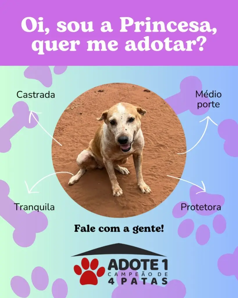 Adote um Campeão de 4 Patas: conheça os animais disponíveis para adoção em Amambai Adote um Campeão de 4 Patas: conheça os animais disponíveis para adoção em Amambai