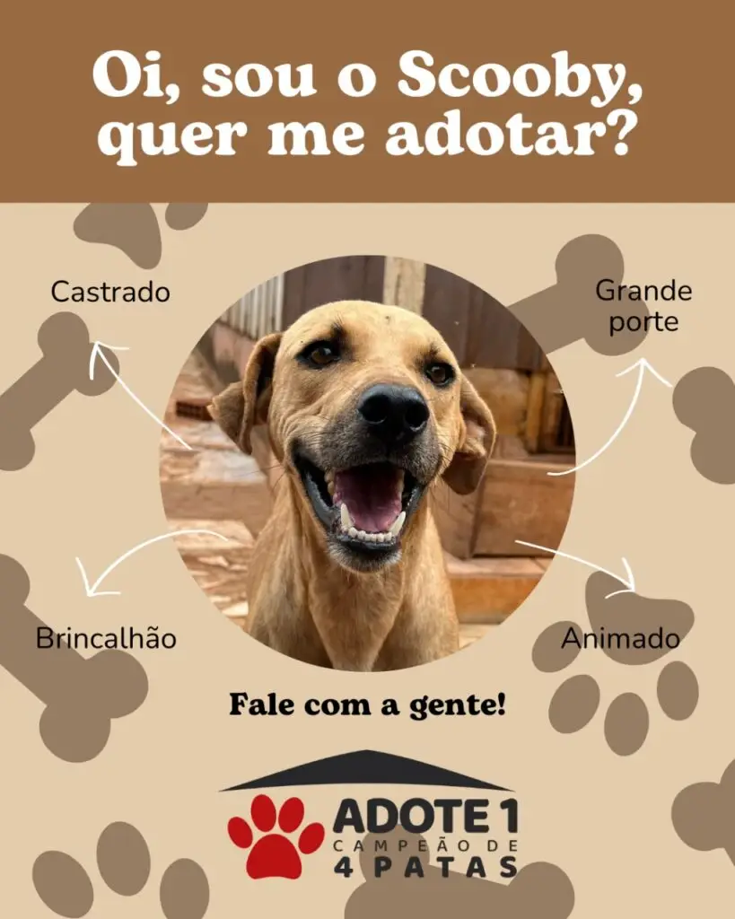 Adote um Campeão de 4 Patas: conheça os animais disponíveis para adoção em Amambai