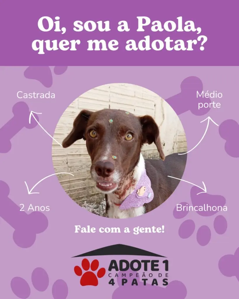 Adote um Campeão de 4 Patas: conheça os animais disponíveis para adoção em Amambai Adote um Campeão de 4 Patas: conheça os animais disponíveis para adoção em Amambai