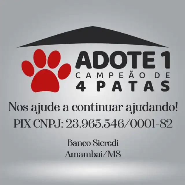 Adote um Campeão de 4 Patas: conheça os animais disponíveis para adoção em Amambai Adote um Campeão de 4 Patas: conheça os animais disponíveis para adoção em Amambai