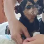 Ajude o cachorrinho Chico, que pode estar ferido, a voltar para casa