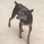 Ajude o cachorrinho Chico, que pode estar ferido, a voltar para casa