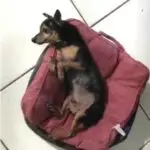 Ajude o cachorrinho Chico, que pode estar ferido, a voltar para casa
