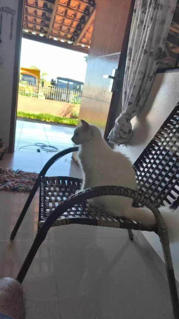 Procura-se gata desaparecida em Amambai Procura-se gata desaparecida em Amambai
