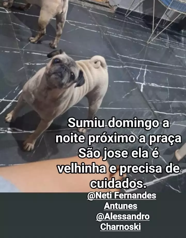 Procura-se cachorrinha desaparecida em Amambai Procura-se cachorrinha desaparecida em Amambai